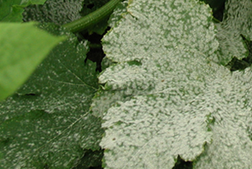 Descriptive photograph of powdery mildew